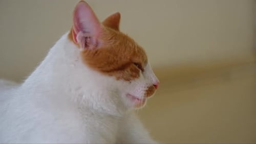 Close-Up of White Cat Resting Inside