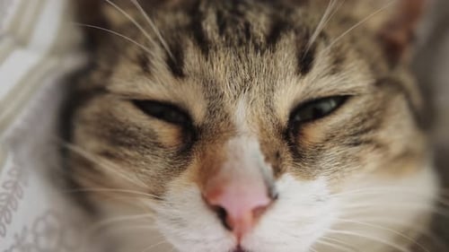 Adorable Cat Sleep Close Up