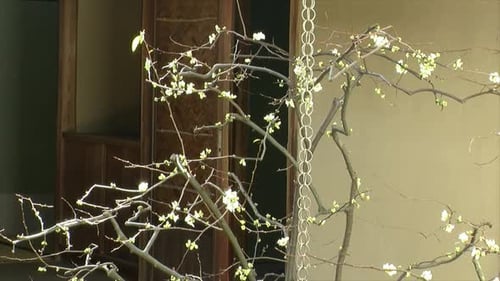 Calming Blossoms Springing in Japanese Home