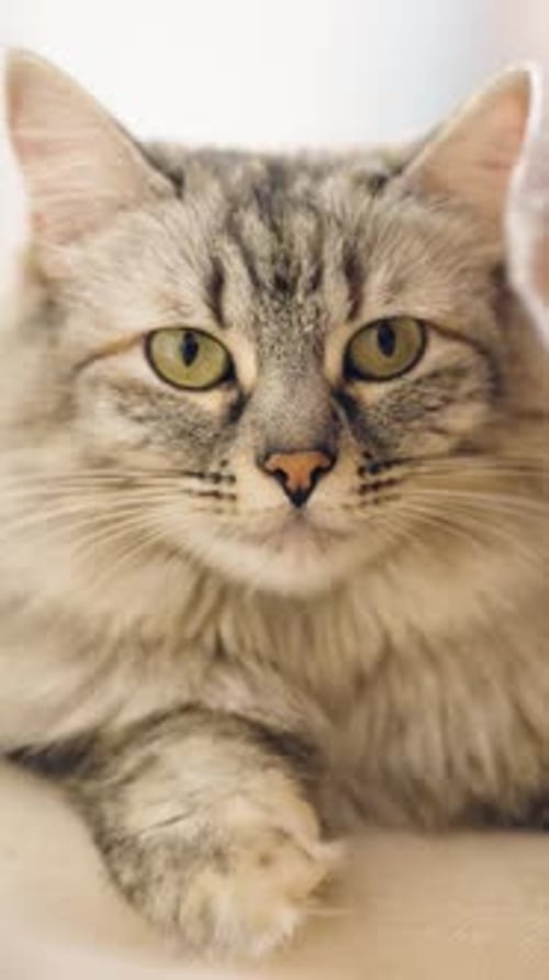 Bezaubernde Sibirische Katze mit grauem Tabby, die senkrecht in die Kamera starrt