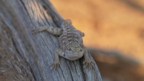 Female Spiny Lizard jumping off branch