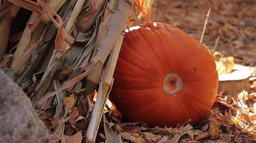 Pumpkin on Farm in the Fall
