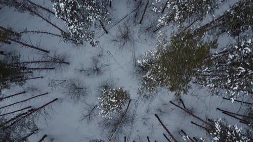 View of the Spruce From Above