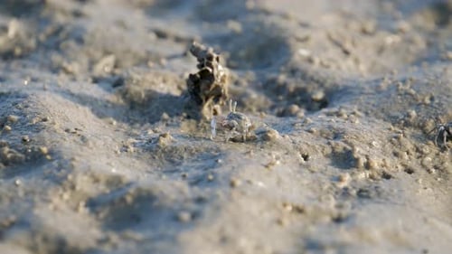 Geigenkrabben laufen am Sandstrand und essen. Gruppe von Geisterkrabben in einem schlammigen Feuchtgebiet