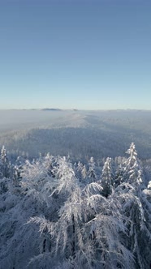 Aerial View of the Winter Landscape of a Snowy Mountain Forest