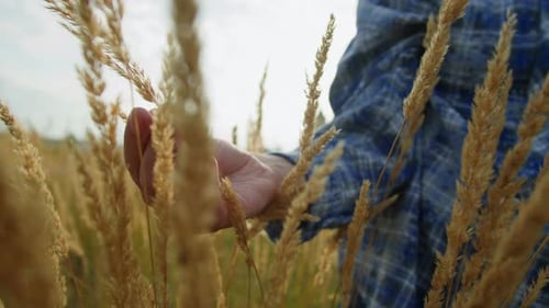 Woman Hand Touching a Golden Wheat Ear in the Wheat Field Wearing Blue Checkered Shirt Closeup