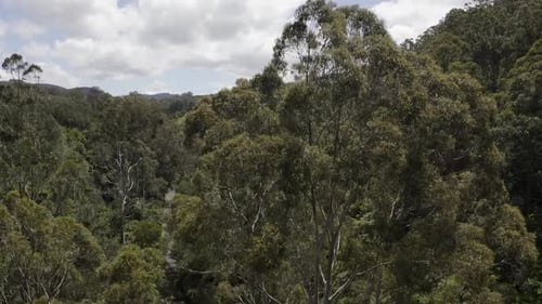 Australian forest with idyllic camera ride through trees and meadows