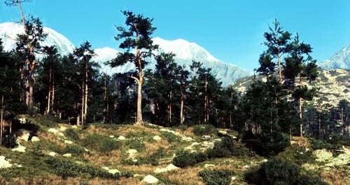 Mountain Landscape Showcasing Diverse Trees Under a Clear Blue Sky