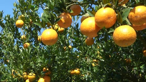 Many oranges and green leaves on an orange tree.