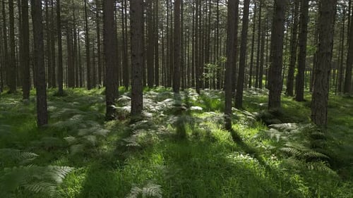 Umzug im Frühlingswald bei Sonnenschein