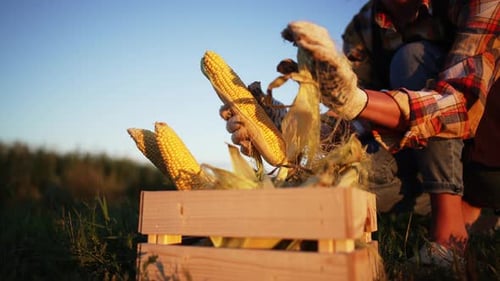 Side View Farmer Remove Peel Ripe Corn