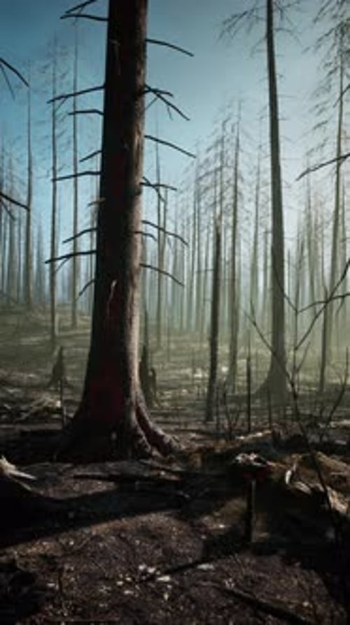 Dense Forest With Tall Trees