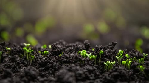 Growing Plants in Timelapse Sprouts Germination Cress Salad Grows Dynamically Seeds Sprout Through