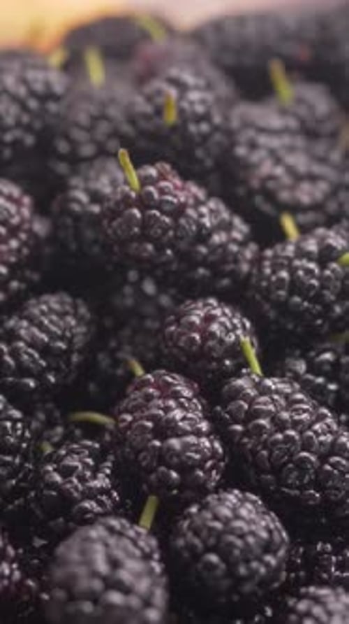 Moras negras frescas del jardín