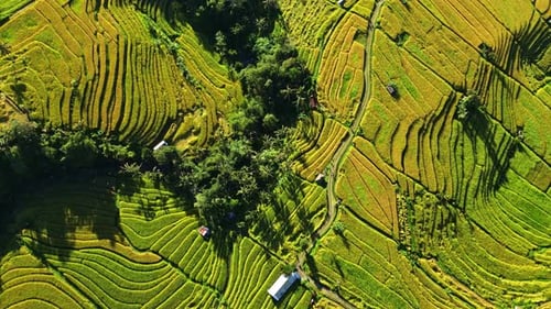 Luftaufnahme von Reisterrassen und Wald, Indonesien.