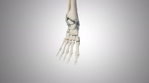 Rotierende menschliche Fußknochenstruktur in einer medizinischen 3D-Animation