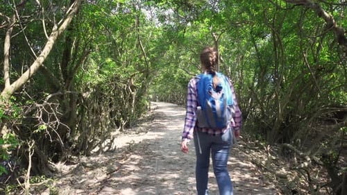 Young female tourist walking along a path in mangrove forest