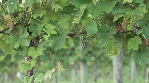 Grapes Hanging On Vine In Wine Vineyard. Selective Focus Shot