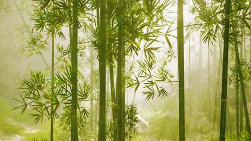 Ein ruhiger Bambushain, eingehüllt in ätherischen Nebel