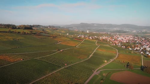 Vignobles en automne