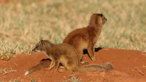 Alerta a las mangostas amarillas en su guarida