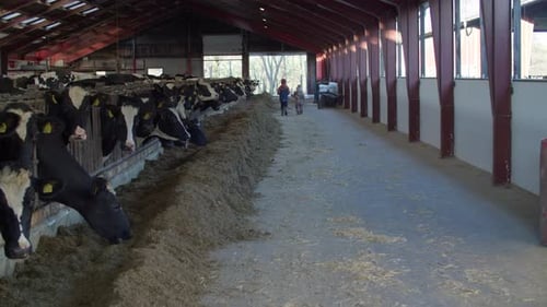 Cow automation farming agricultural Dairy farm