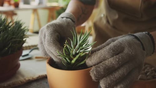 Hands Potting Succulent in Indoor Garden