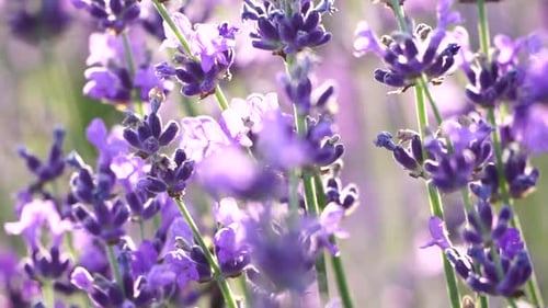 Lavender Flower Background with Beautiful Purple Colors and Bokeh Lights Blooming Lavender in a