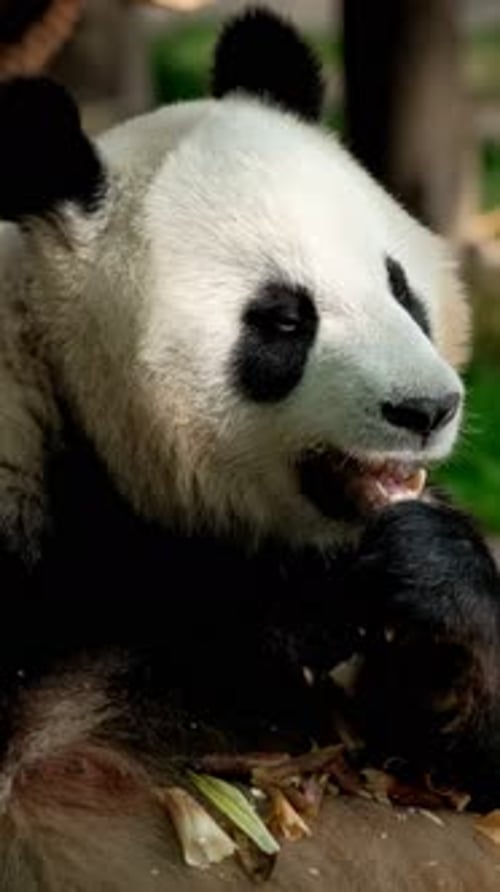 Close Up of Panda Bear Eating Bamboo