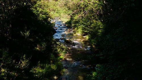 Ein ruhiger Waldbach fließt über Felsen, umgeben von üppigen grünen Bäumen im Sonnenlicht