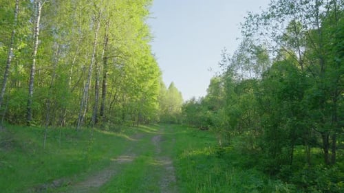 Along a forest road in spring, POV