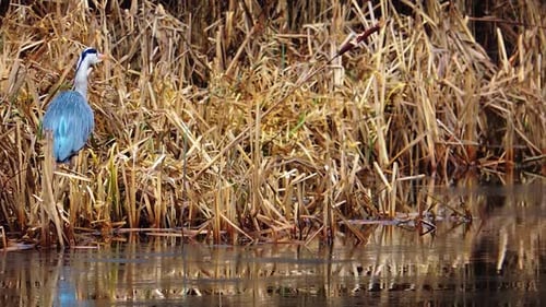 Stunning Beautiful Grey Heron Looking For Food in Pond - Steady Shot