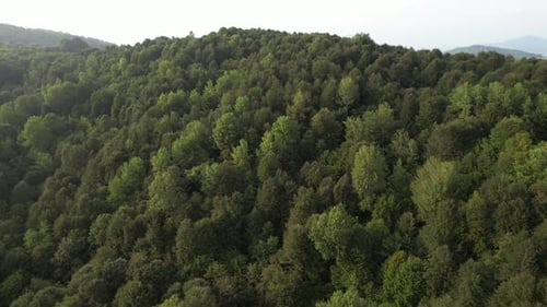 Aerial Green Forest