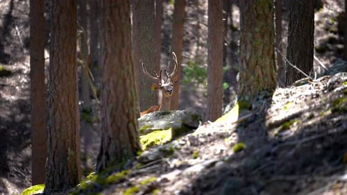 Deer Watching Around In Forest Farm