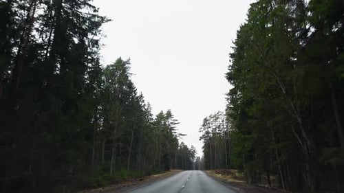 Delve Into the Gorgeous Beauty of Forest Road During Autumn Enjoy Breathtaking RealTime Nature