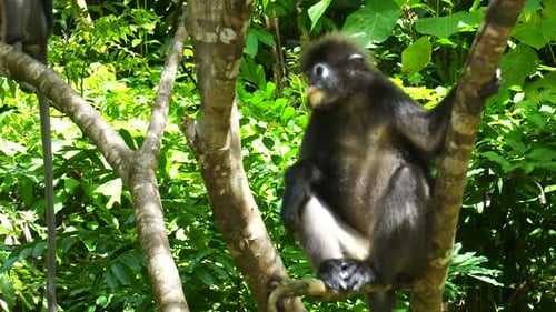 Dusky Leaf Or Spectacled Monkey Relaxing Perched On Tree In Langkawi Island, Malaysia