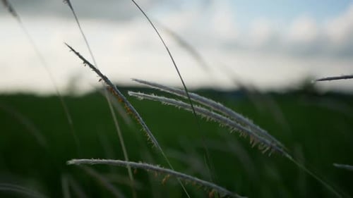 agricultural footage