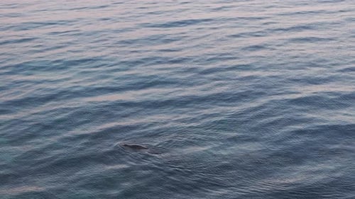 Blick von oben auf eine Robbe, die auf der Wasseroberfläche schwimmt