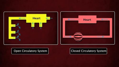 Animated Open and Closed Circulatory Systems Explained