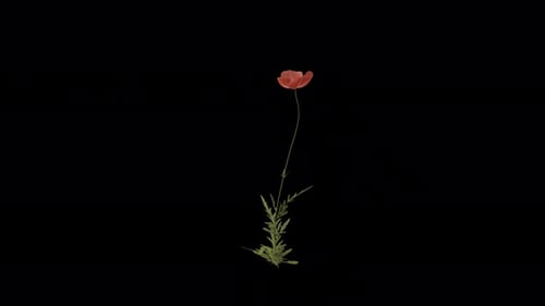 Flanders Poppy Plant blowing in the wind. Animated Flowering Plant. Alpha Channel. Loop Animation