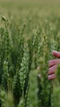 A Gentle Hand Touches a Beautiful Wheat Field During Its Growing Season and Flowering Phase