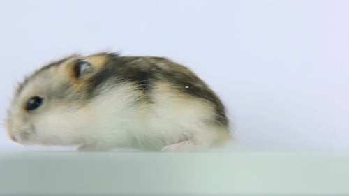 The Cute and Amusing Hamster Walks and Before Commencing to Wash Itself