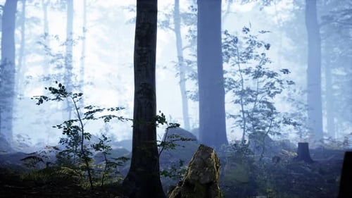 Paysage de forêt sombre avec brouillard