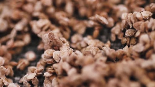 Vídeo macro de semillas de tomate para cultivo