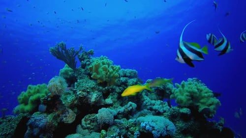 Colourful Coral Reef