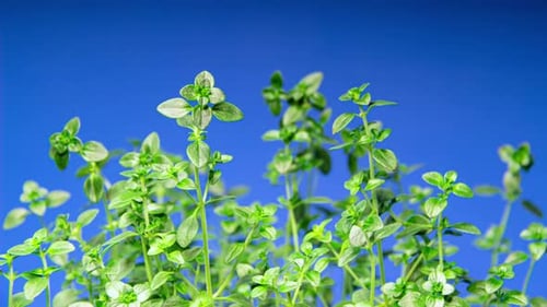 Thyme Leaves Moves and Grow in Time Lapse on a Blue Background. Green Branch of Organic Food