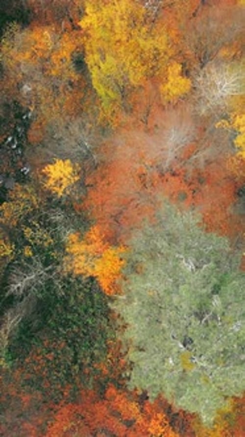 Autumn Forest Drone Vertical