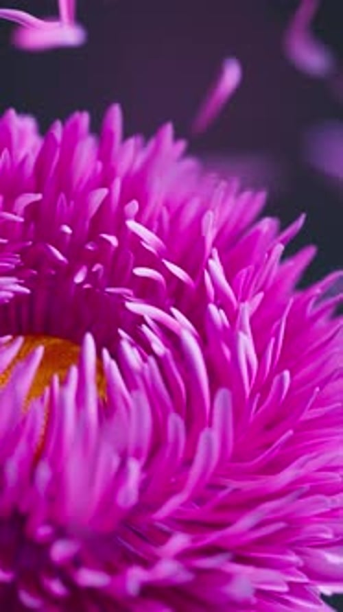Soft 3D loop of aster flowers and drifting petals.