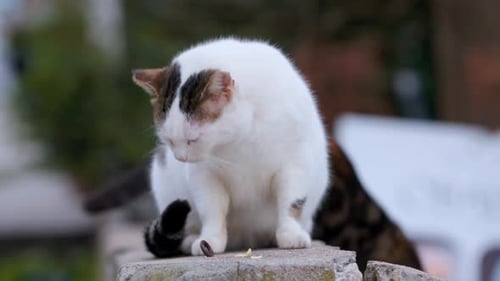Eine entzückende Katze putzt sich in entspannter Haltung mit herausgestreckter Zunge
