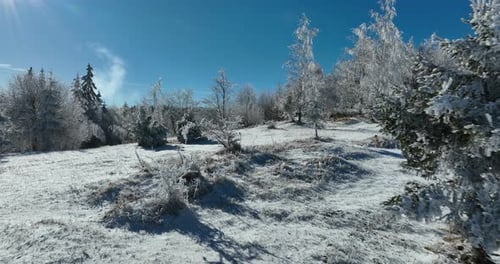 Snow Covered Trees on a Sunny Winter Day